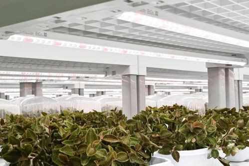 金線蓮的功效、價值與技術開發(fā)前景